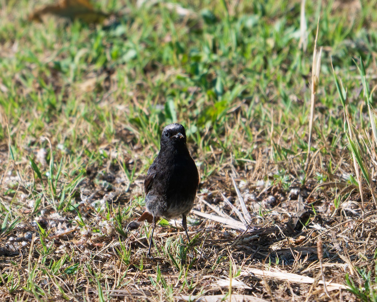Black Redstart - ML657477902