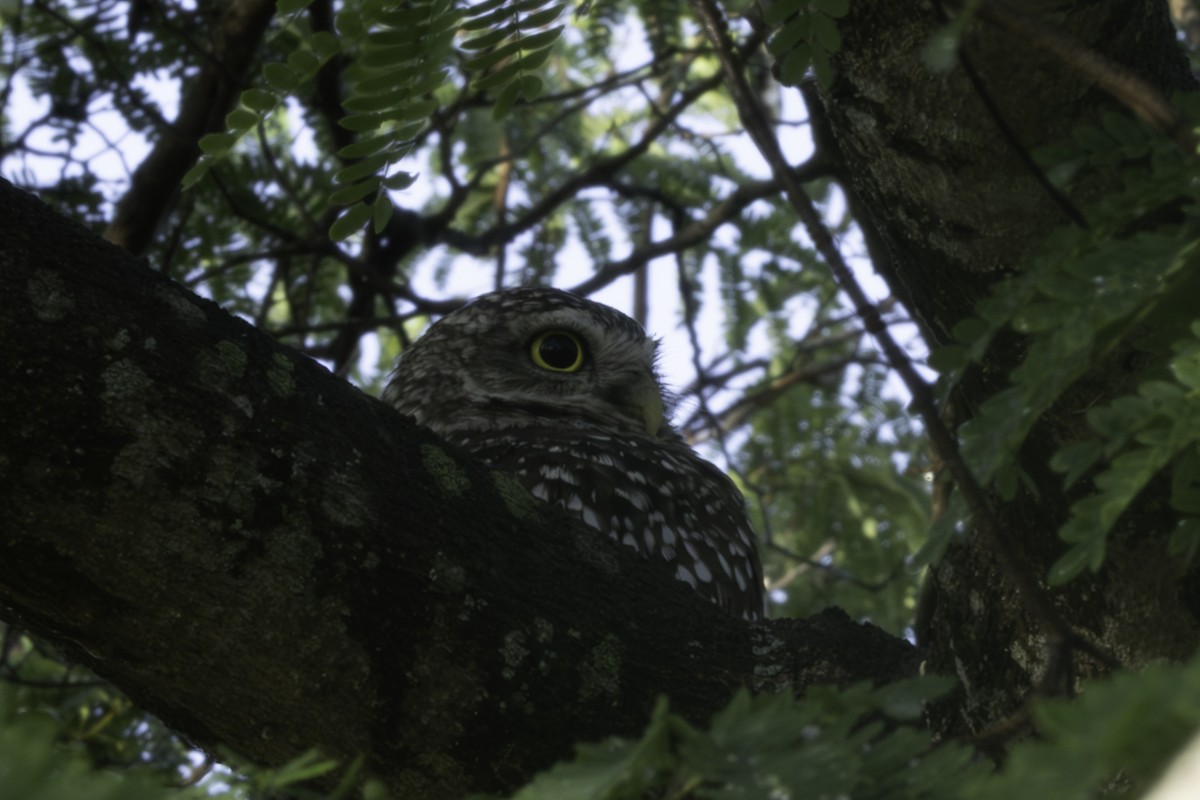 Burrowing Owl - ML657477903