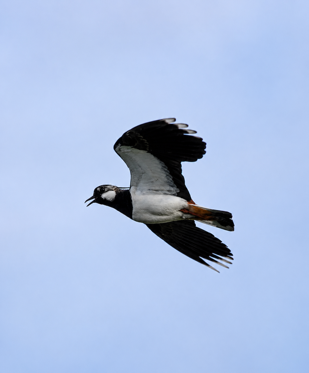Northern Lapwing - ML657477904