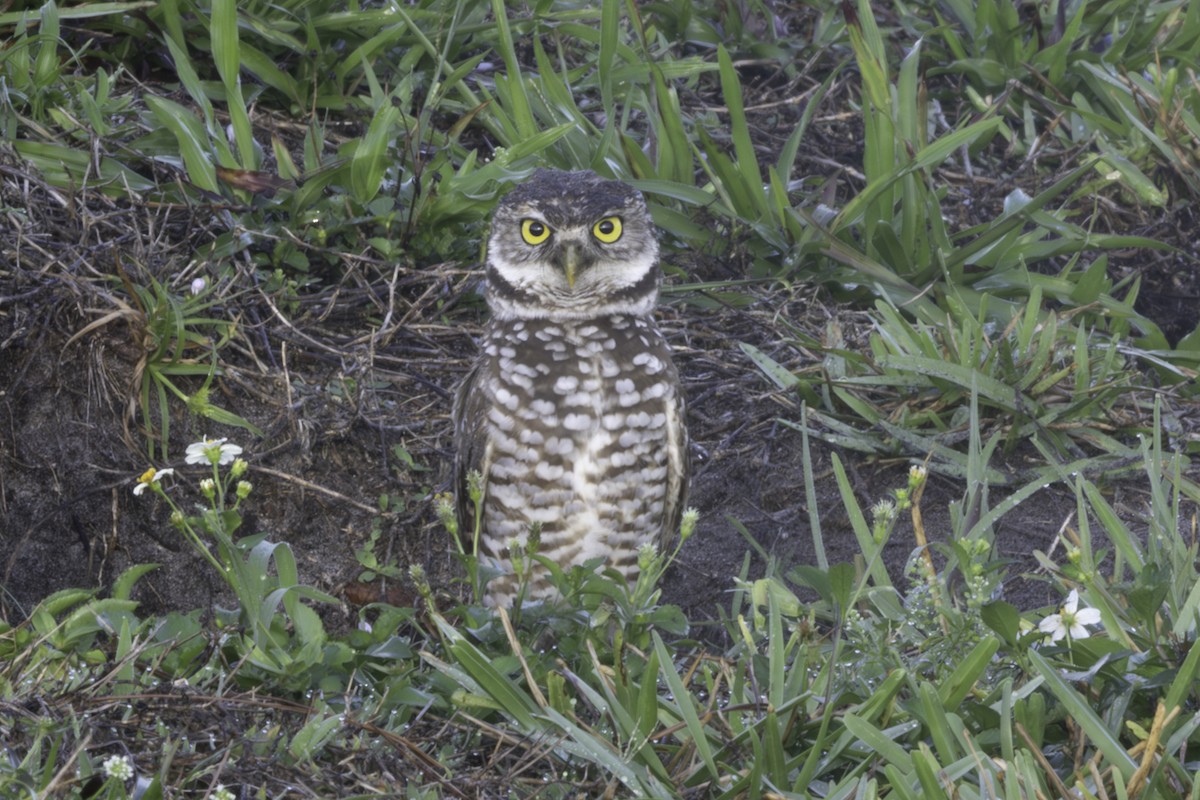 Burrowing Owl - ML657477905