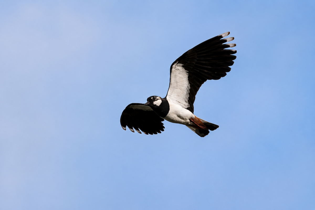 Northern Lapwing - ML657477906
