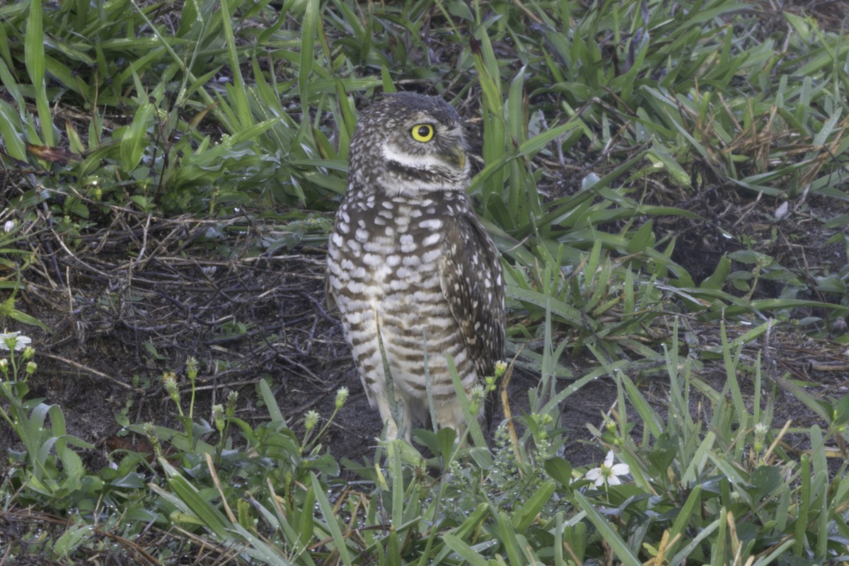 Burrowing Owl - ML657477907