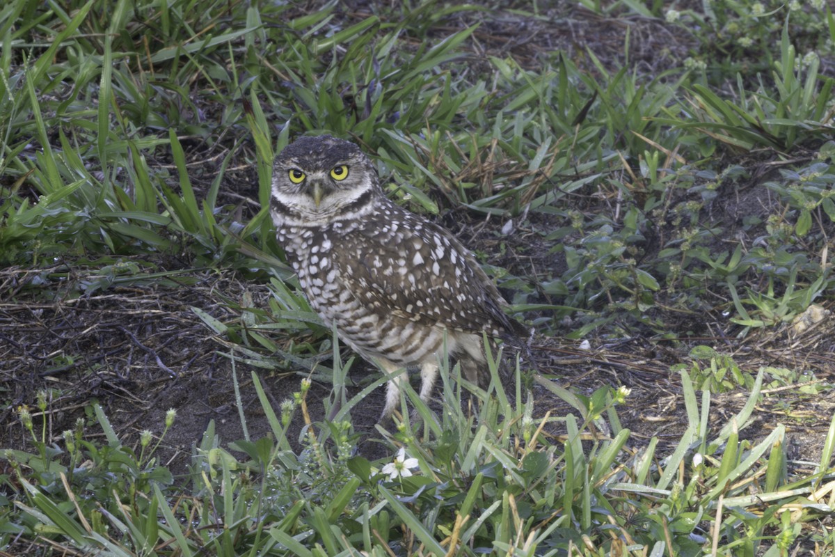 Burrowing Owl - ML657477908