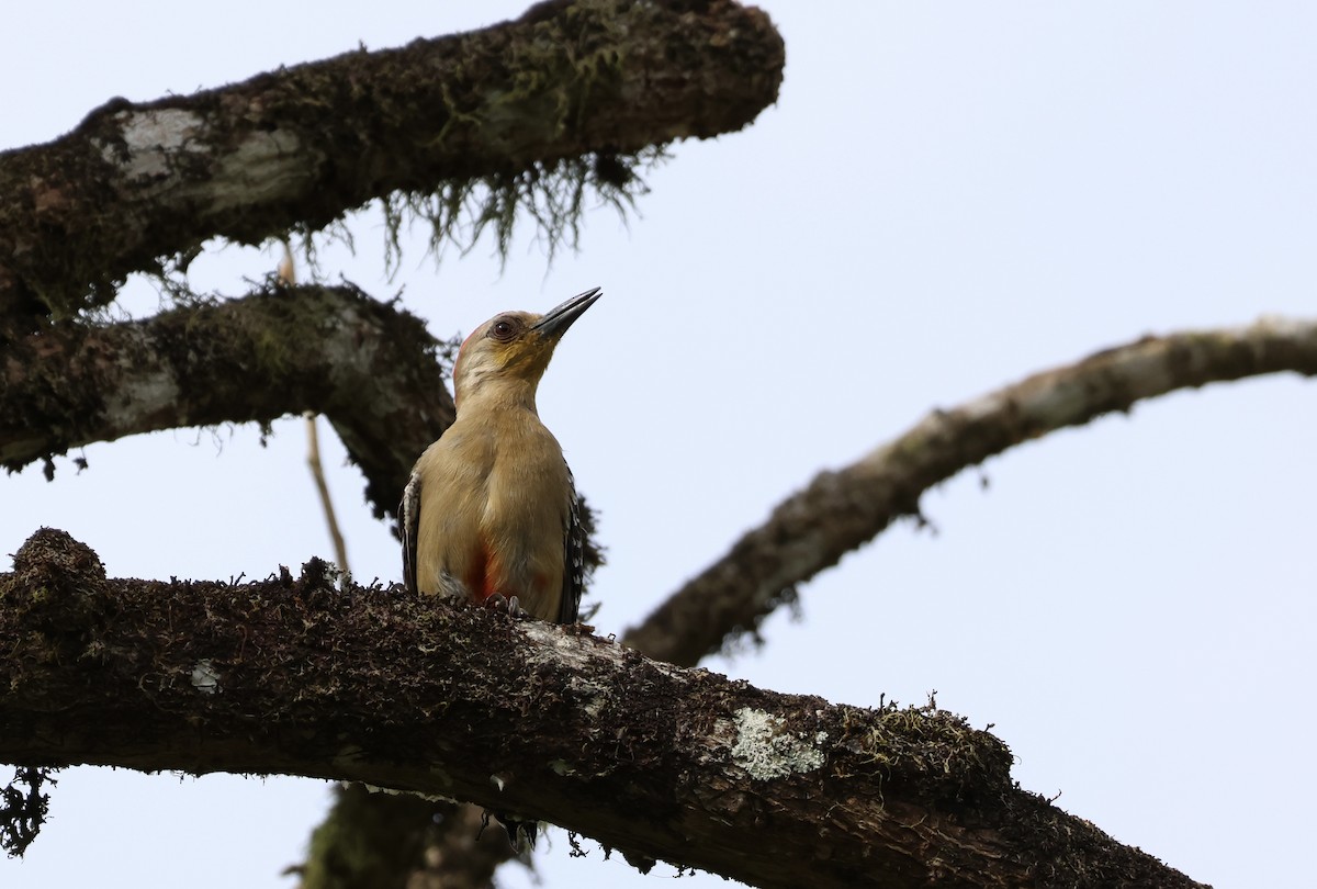 Red-crowned Woodpecker - ML657477909