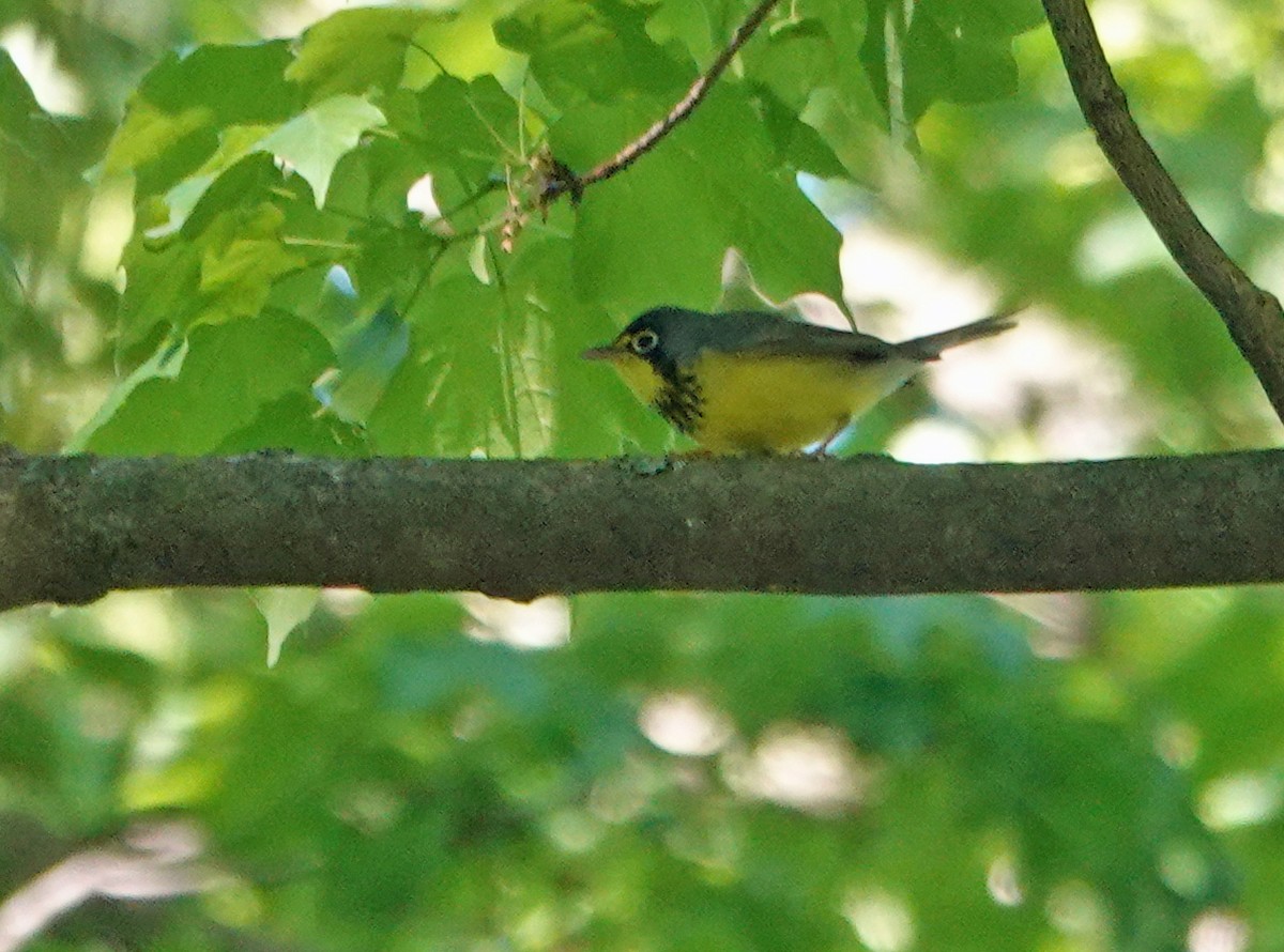 Canada Warbler - ML657477911