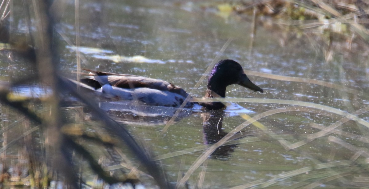 Mallard - ML657477913
