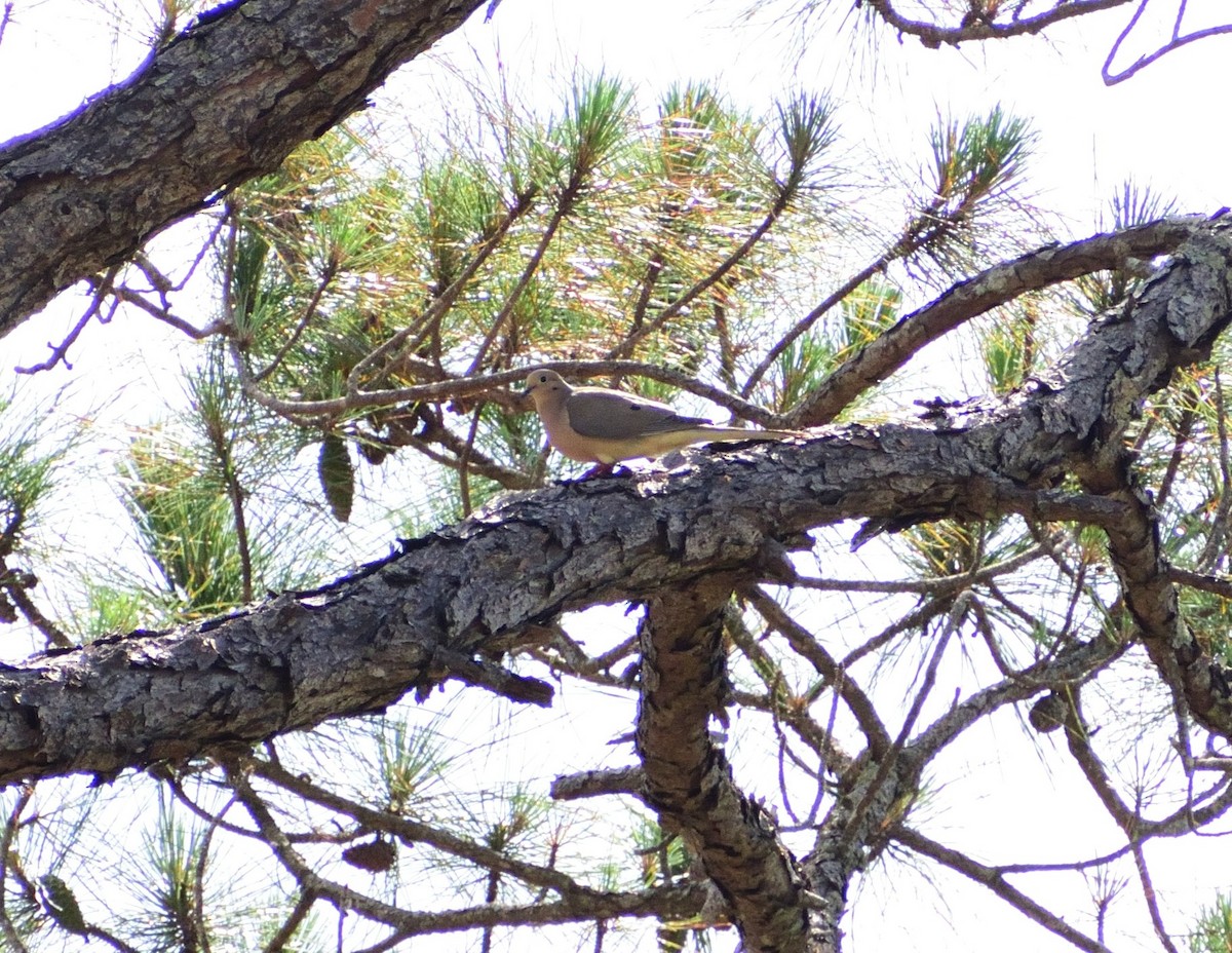 Mourning Dove - ML657477919