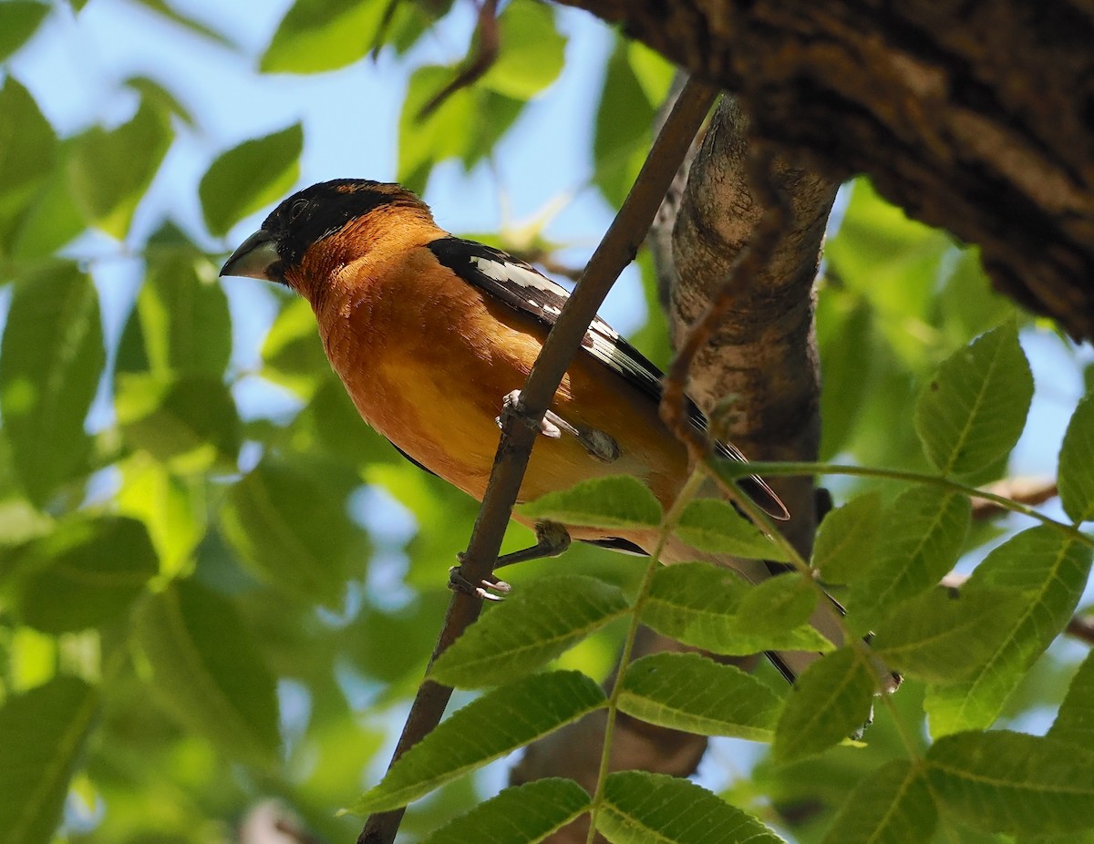 Black-headed Grosbeak - ML657477920