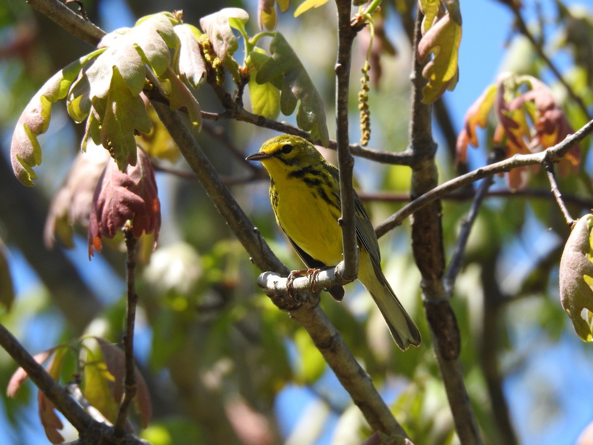 Prairie Warbler - ML657477929