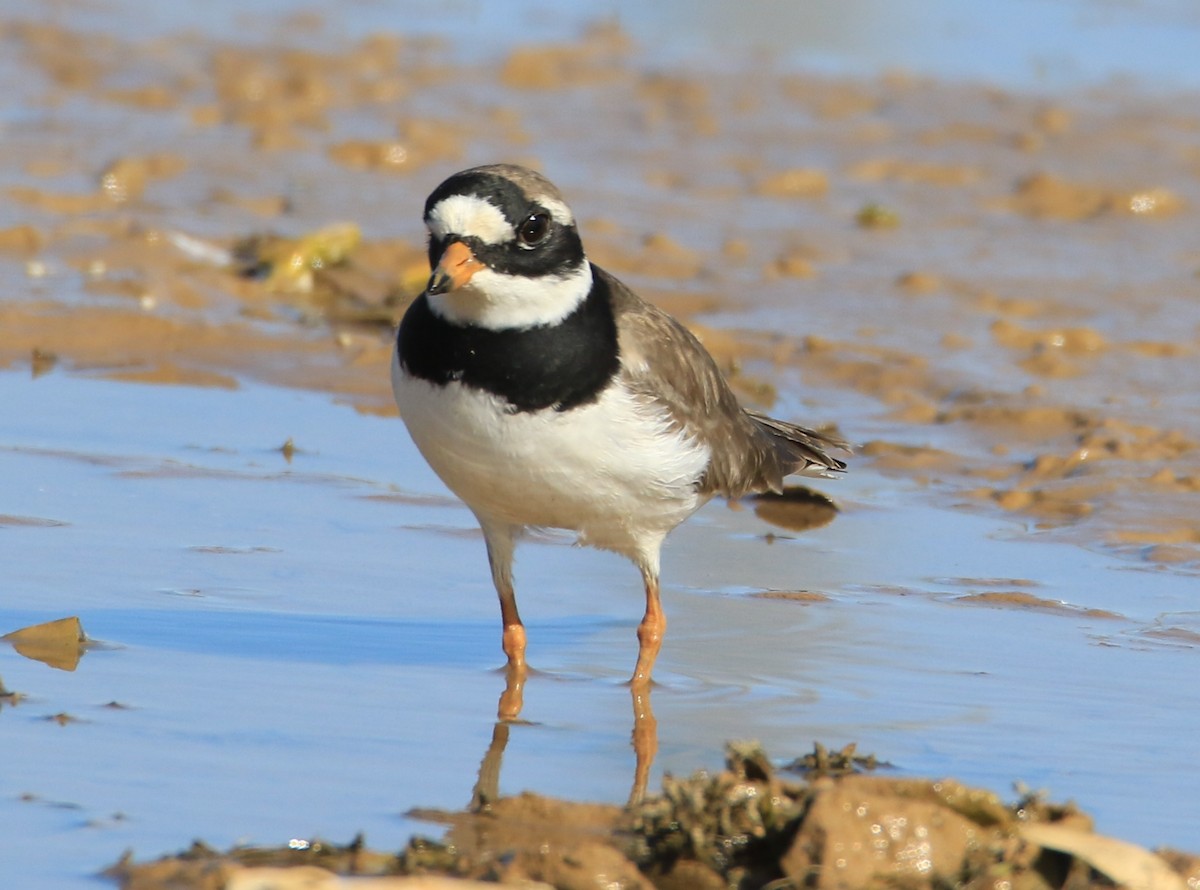 Common Ringed Plover - ML657477933