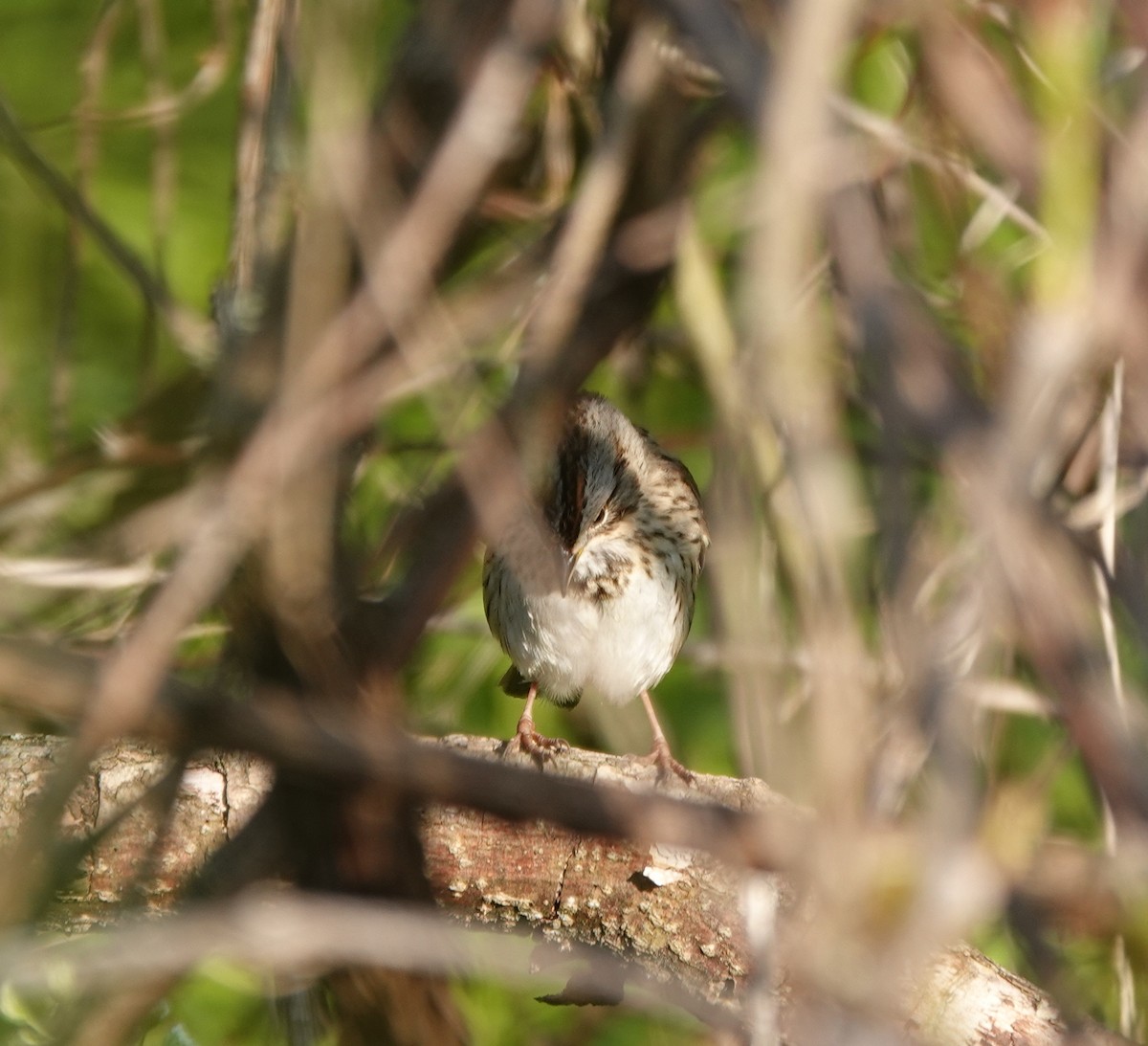 Lincoln's Sparrow - ML657477934
