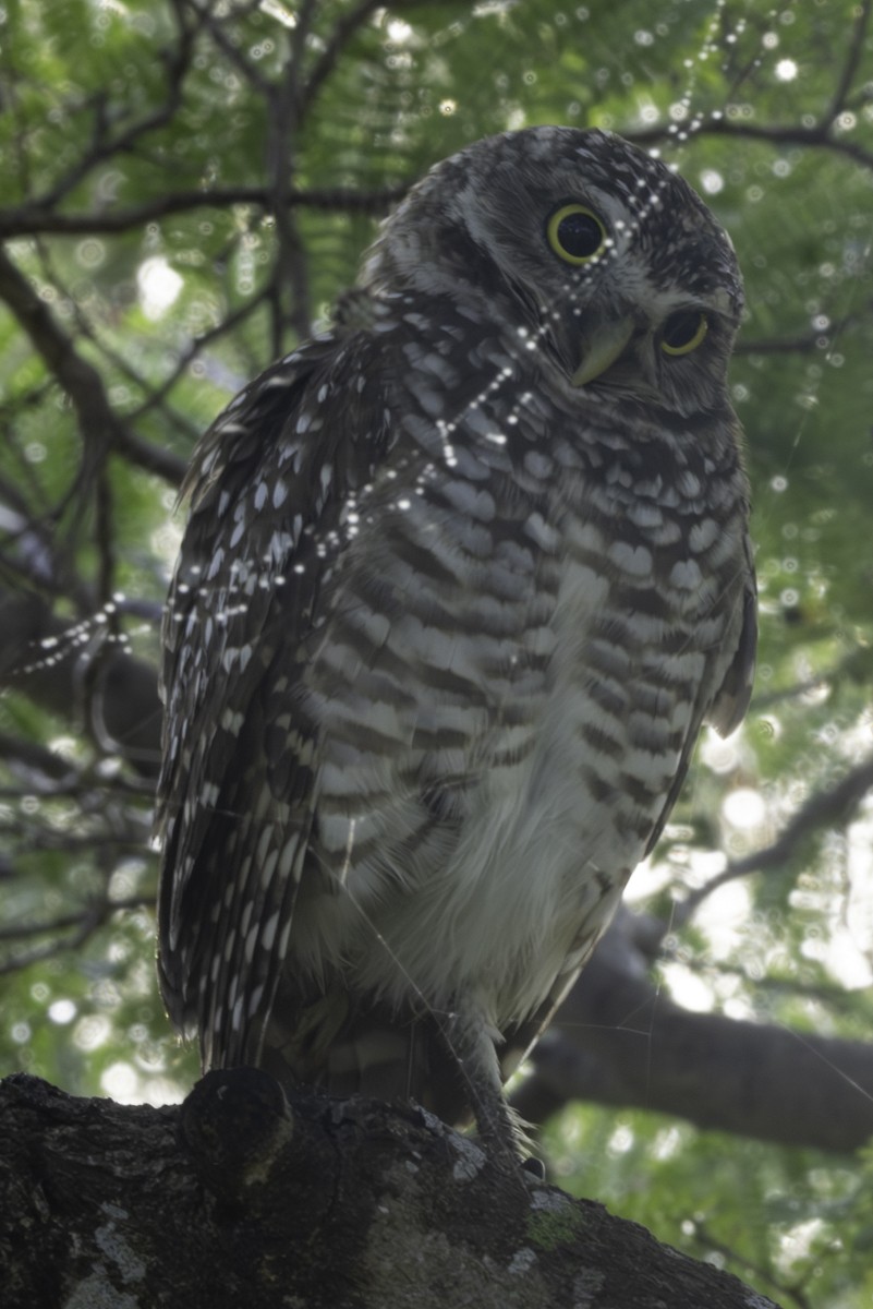 Burrowing Owl - ML657477935
