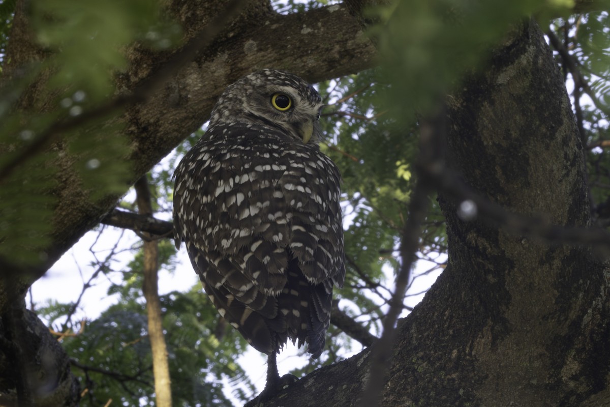 Burrowing Owl - ML657477936