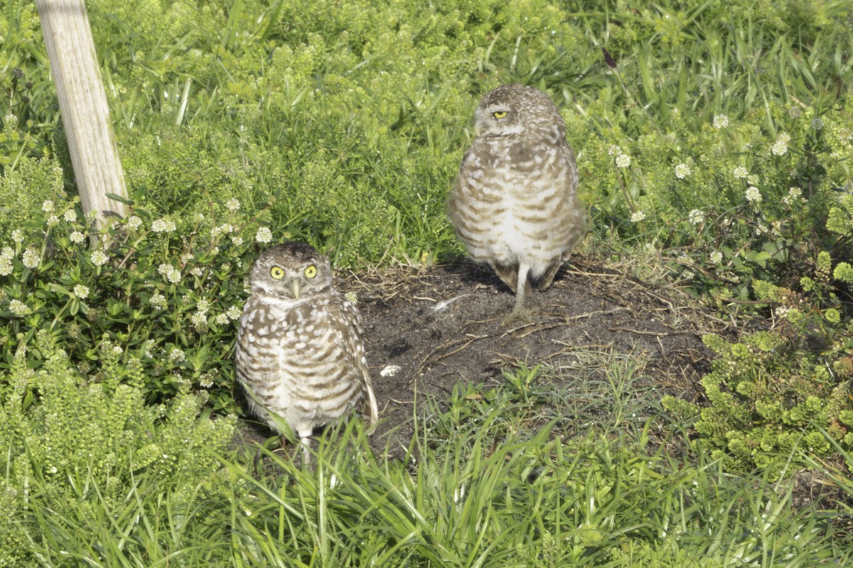 Burrowing Owl - ML657477937