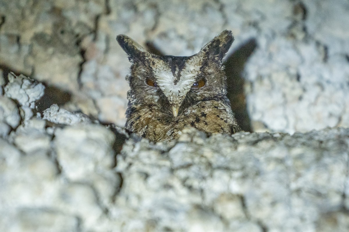 Autillo de Palawan - ML657478074