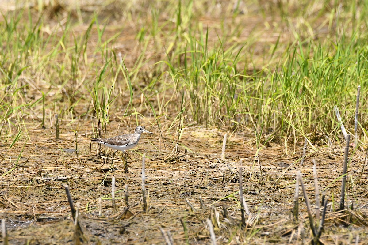 Andarríos Solitario - ML657478085