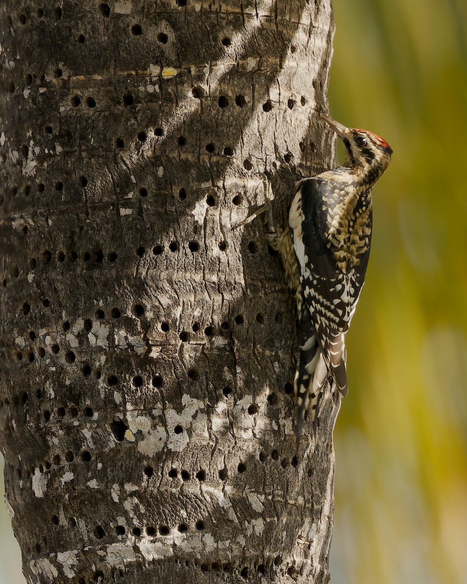 Yellow-bellied Sapsucker - ML657478388
