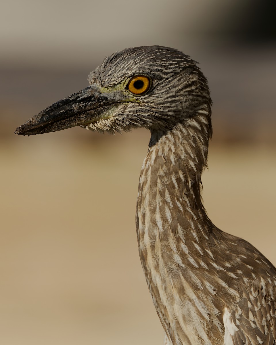 Yellow-crowned Night Heron - ML657478422