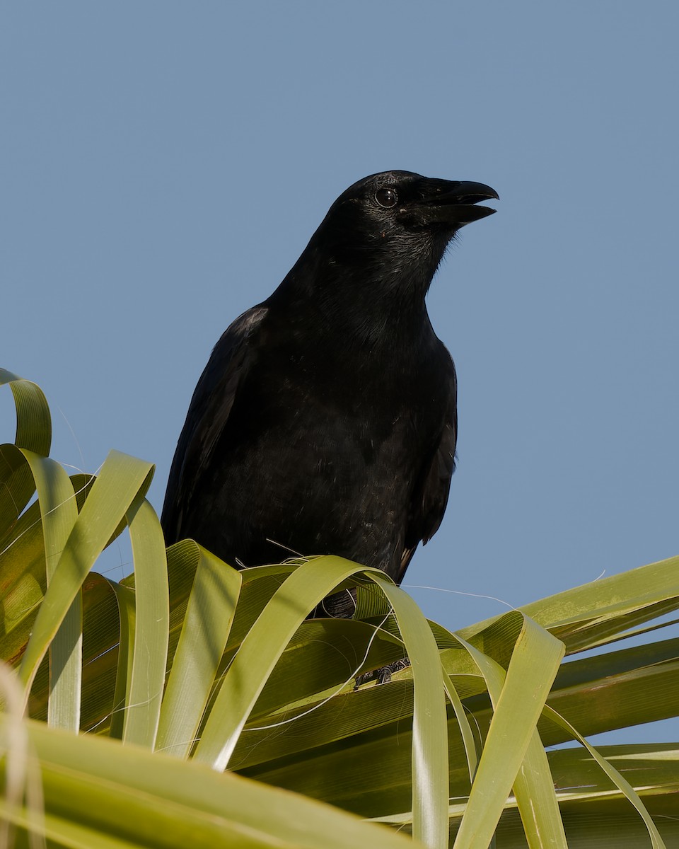 Fish Crow - ML657478619