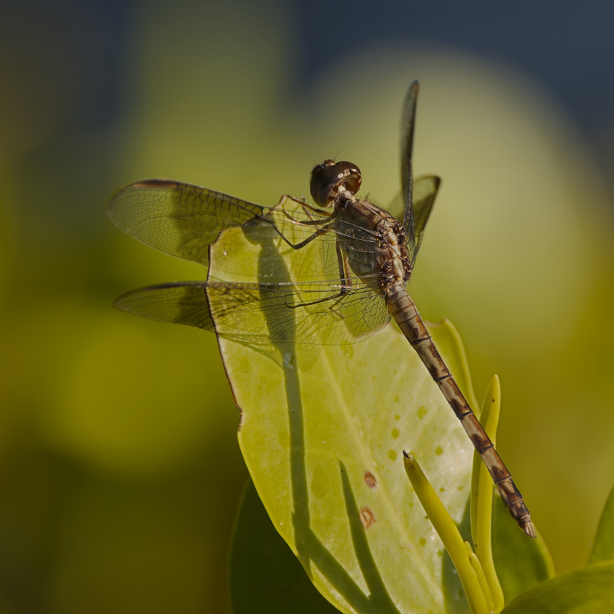 Band-winged Dragonlet - ML657478819