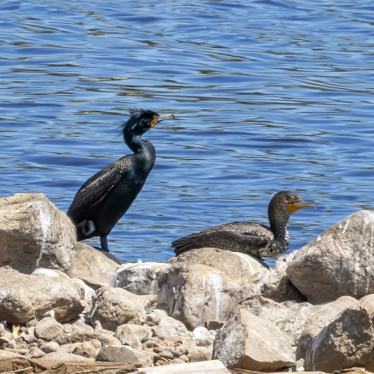 Double-crested Cormorant - ML657478892