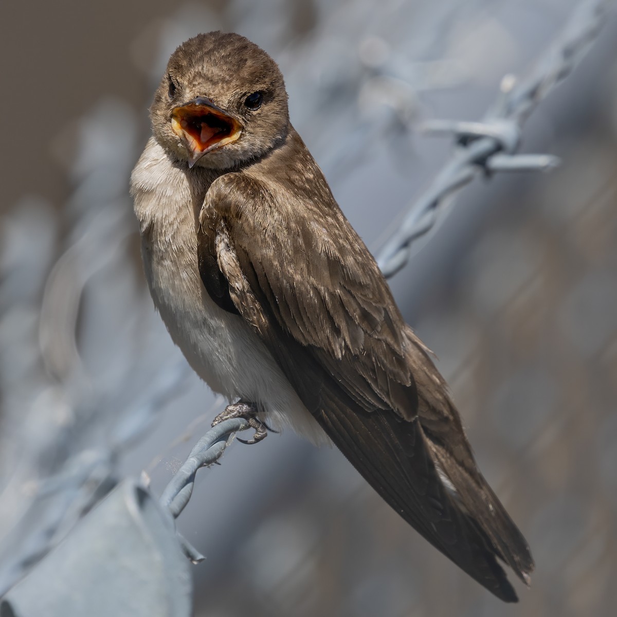 Northern Rough-winged Swallow - ML657478914
