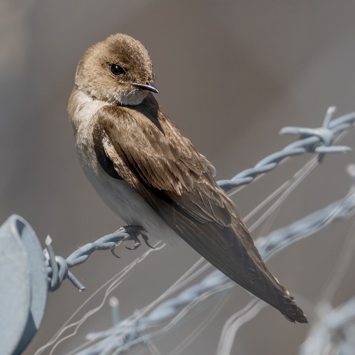 Northern Rough-winged Swallow - ML657478922