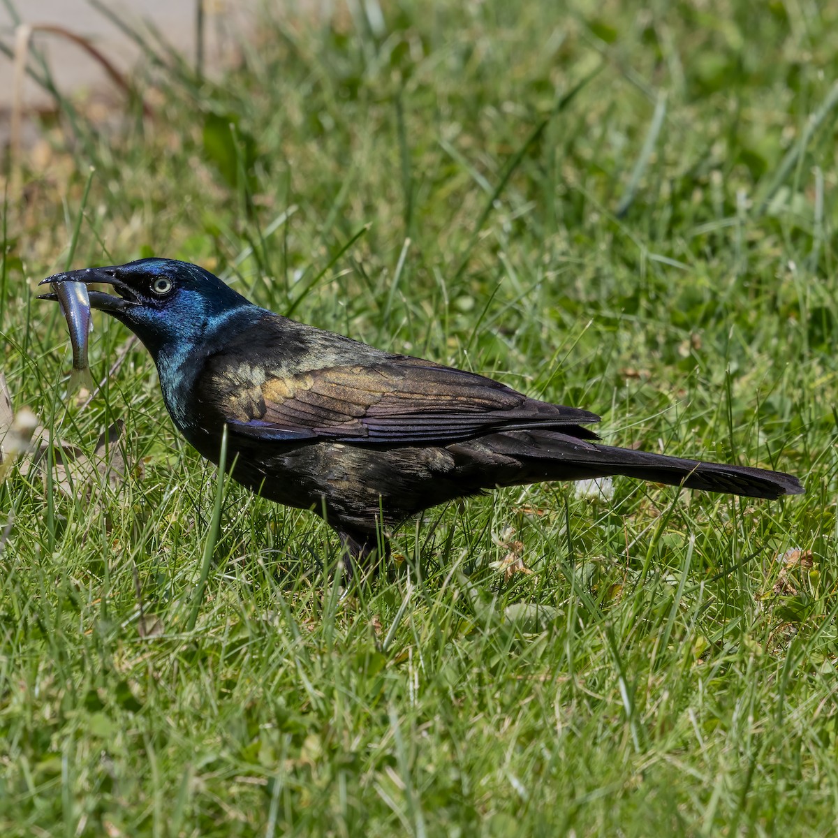 Common Grackle - ML657478976