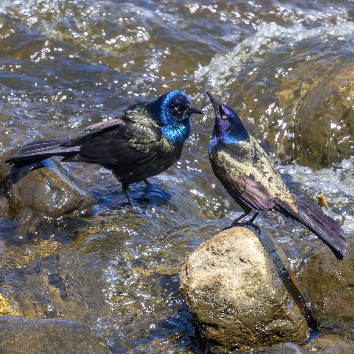 Common Grackle - ML657478986