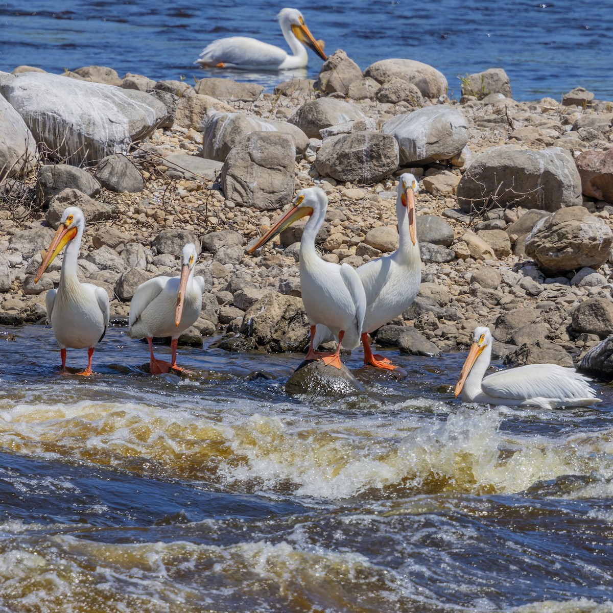 American White Pelican - ML657478991