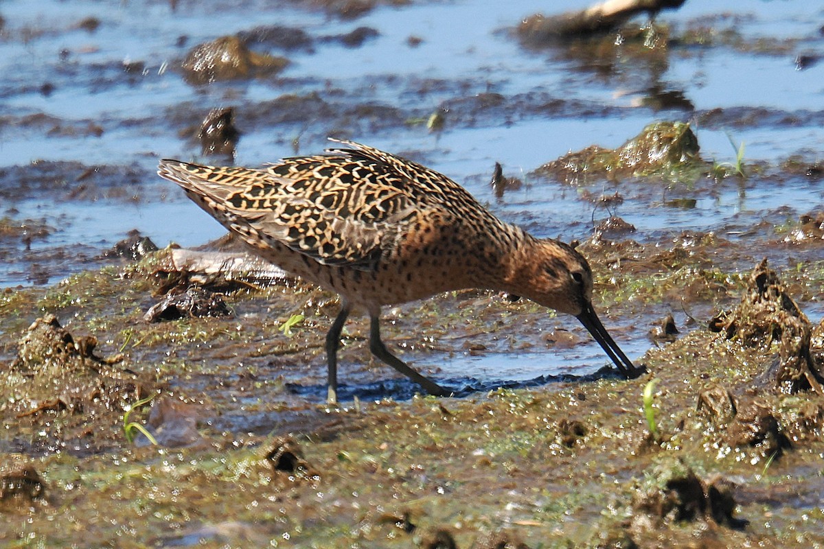 Moorschlammläufer - ML657479975