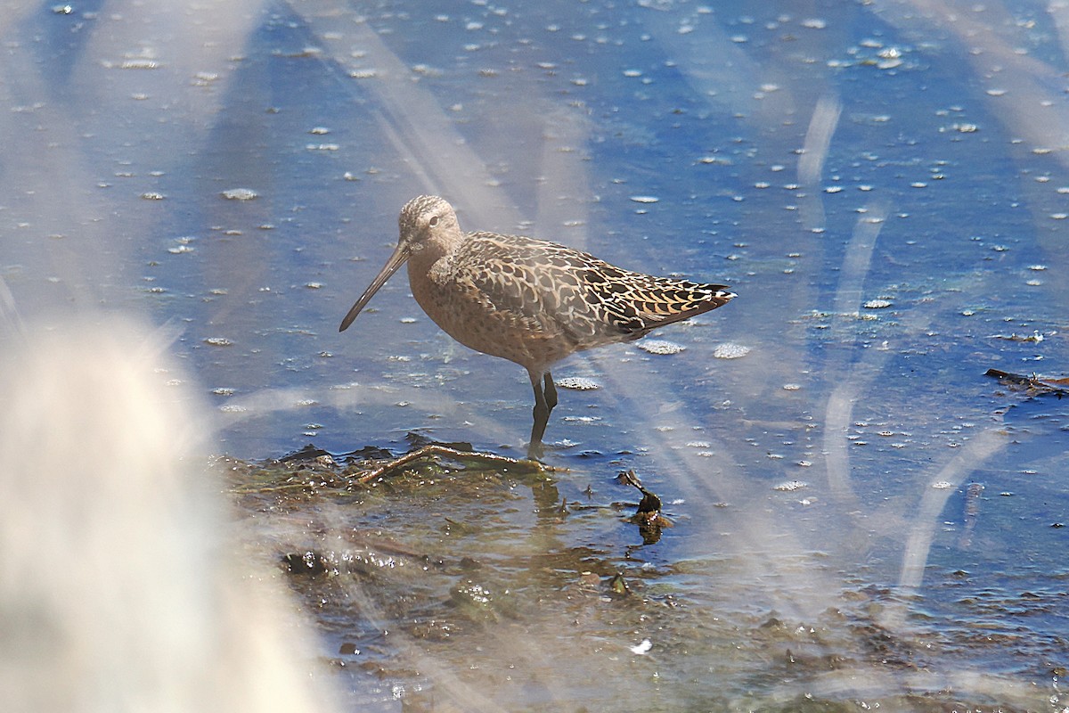 Moorschlammläufer - ML657479977