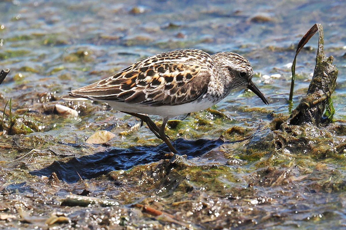 Wiesenstrandläufer - ML657480145