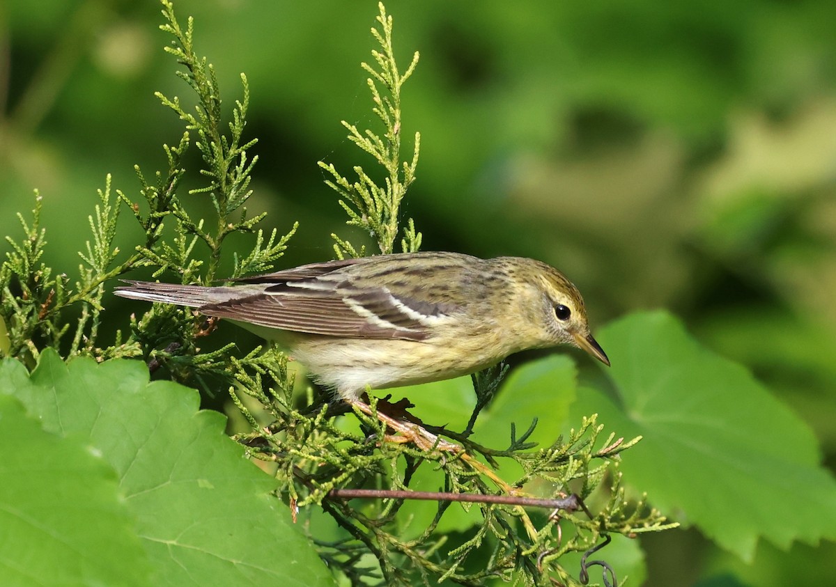 Blackpoll Warbler - ML657481399