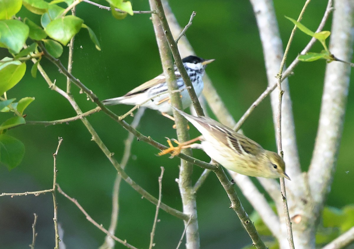 Blackpoll Warbler - ML657481400