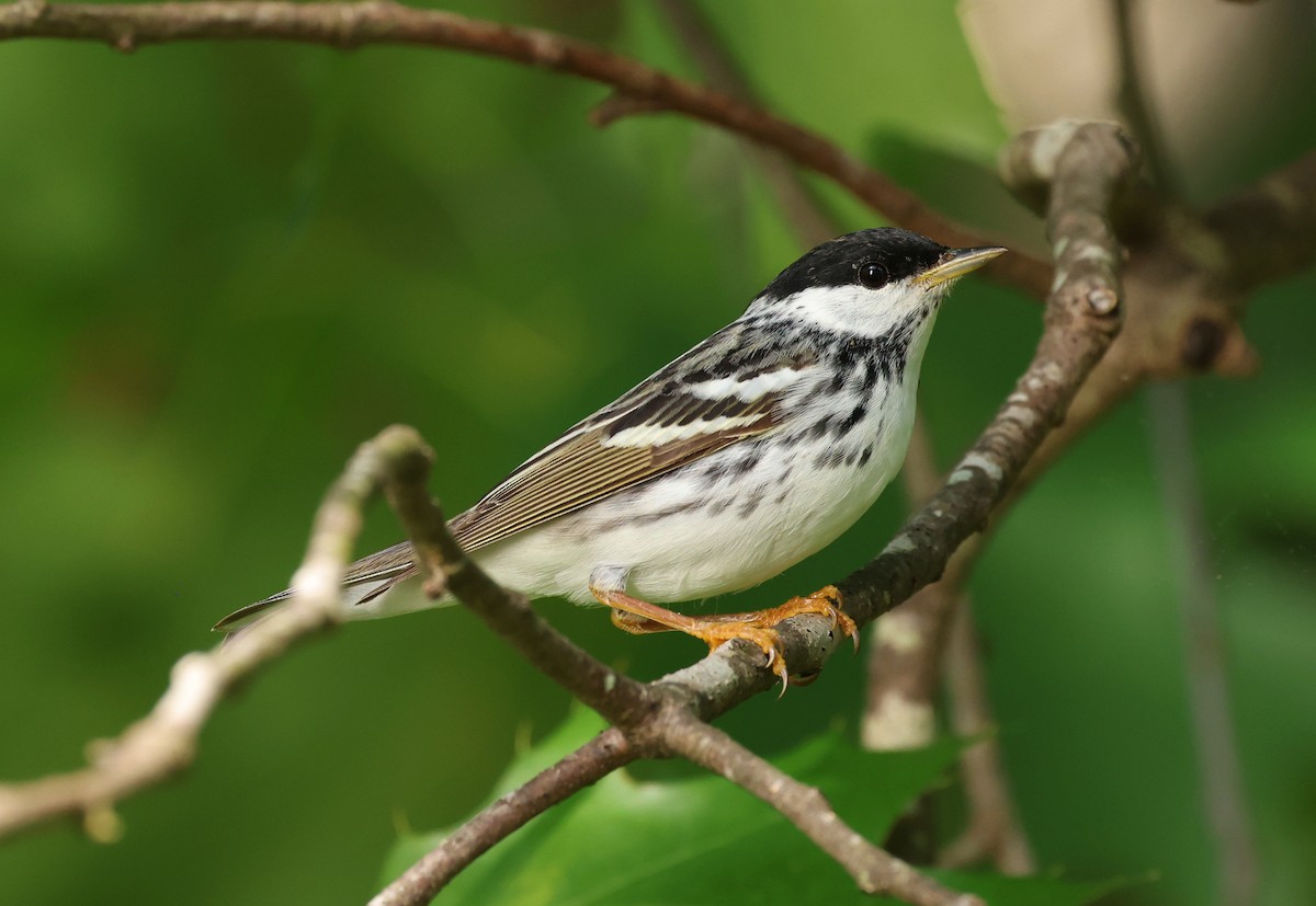 Blackpoll Warbler - ML657481402
