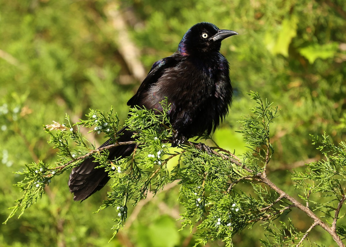 Common Grackle - ML657481425