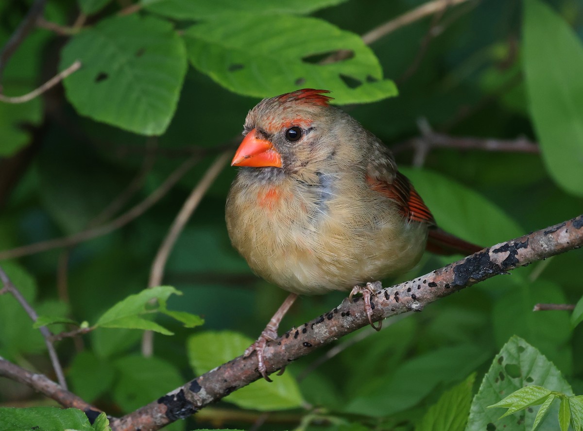 Northern Cardinal - ML657481472