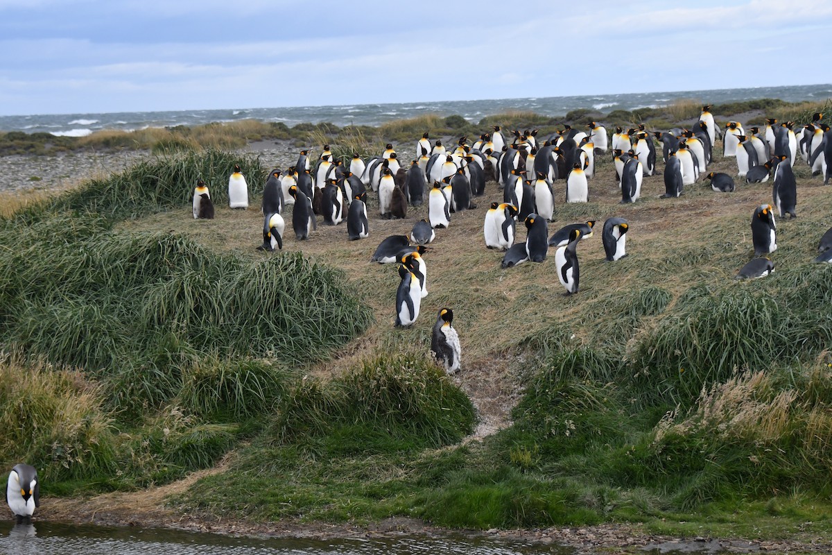 King Penguin - ML657482107