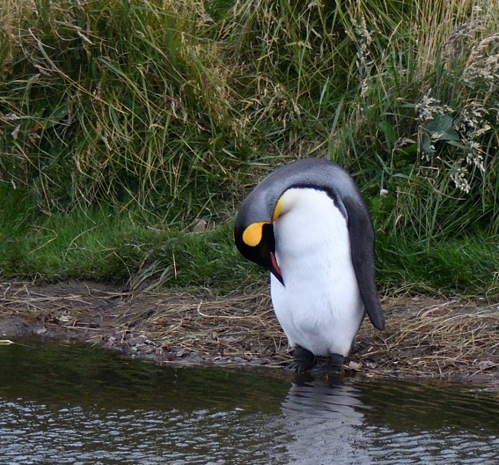 King Penguin - ML657482174