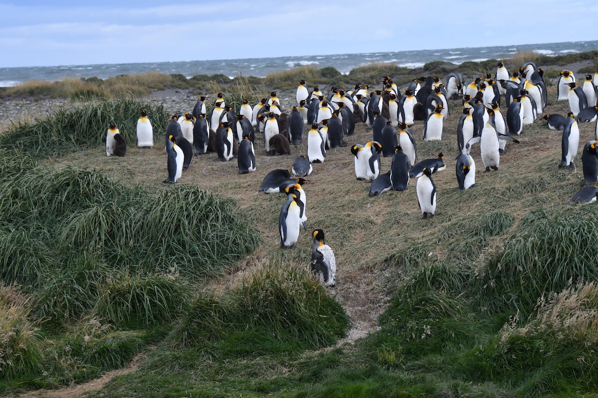 King Penguin - ML657482200