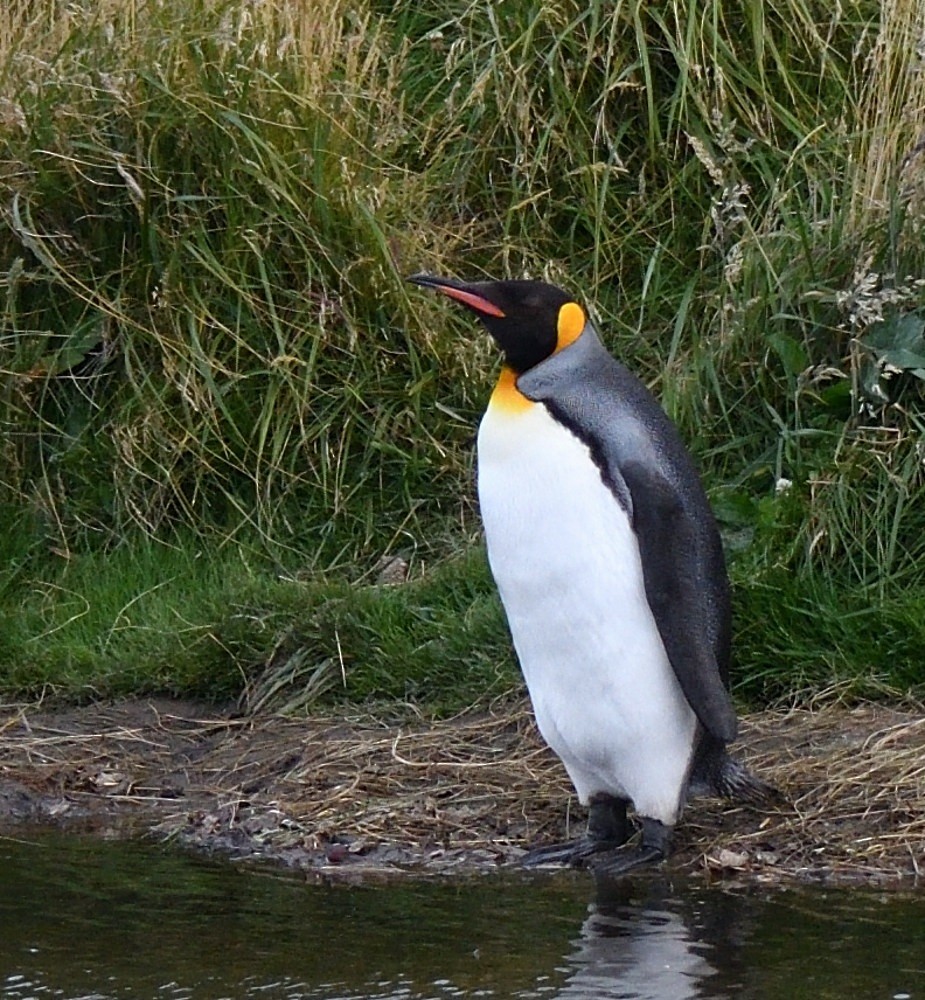 King Penguin - ML657482219