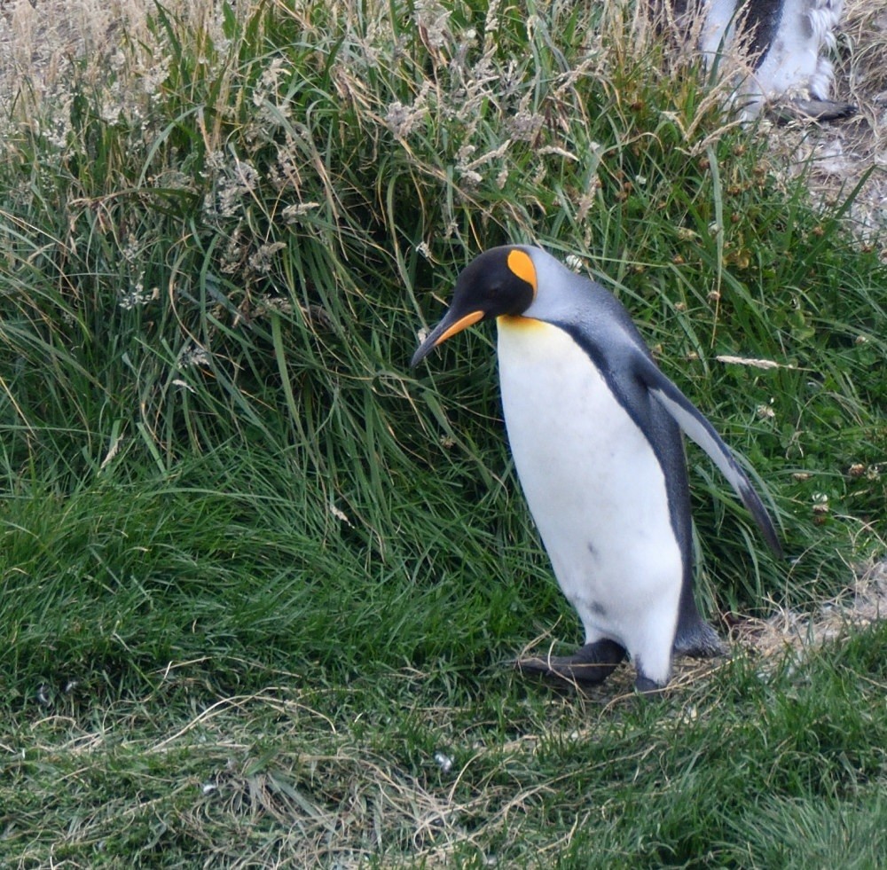 King Penguin - ML657482236
