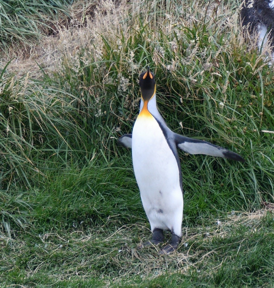 King Penguin - ML657482277