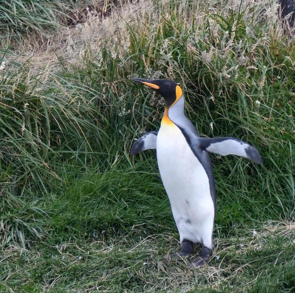 King Penguin - ML657482303
