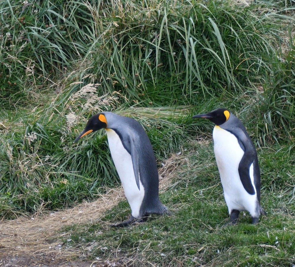 King Penguin - ML657482344