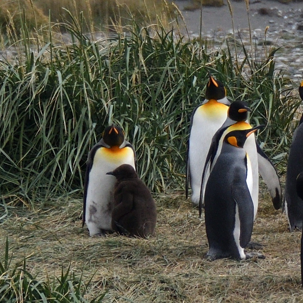 King Penguin - ML657482375
