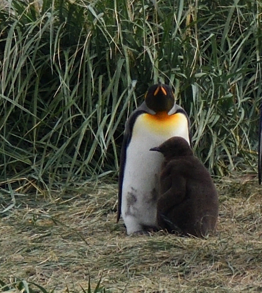 King Penguin - ML657482380