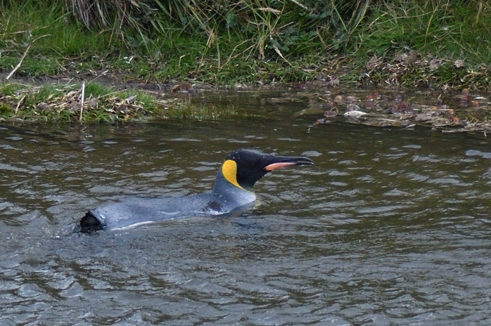 King Penguin - ML657482510