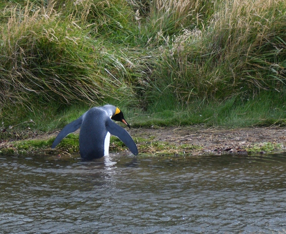 King Penguin - ML657482586